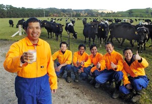 Filipino dairy workers in the South Island.