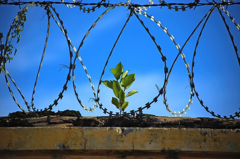 freedom
