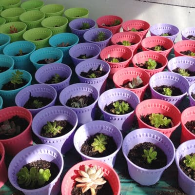 A succulent Easter Sunday