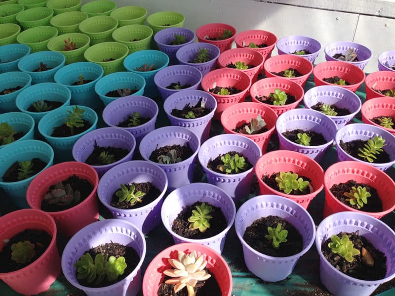 11 Succulents