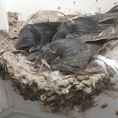 Swallows choose holy nesting spot